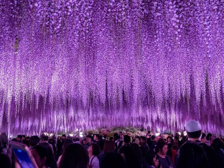 Ashikaga Flower Park is home to one of Japan's most impressive wisteria festivals