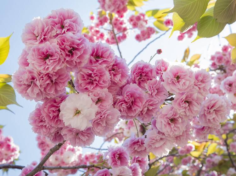8 best parks and gardens to see late-blooming cherry blossoms in Tokyo this spring