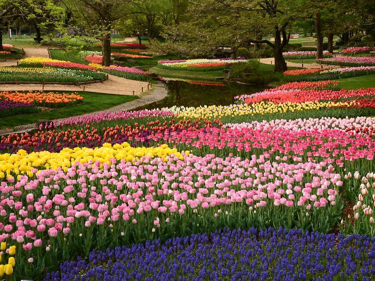 5 best places to see tulips in and around Tokyo