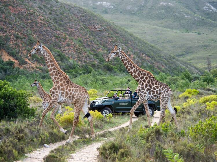 The 8 best safari trips from Cape Town