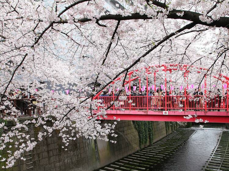 The 16 best places to see cherry blossom in 2024