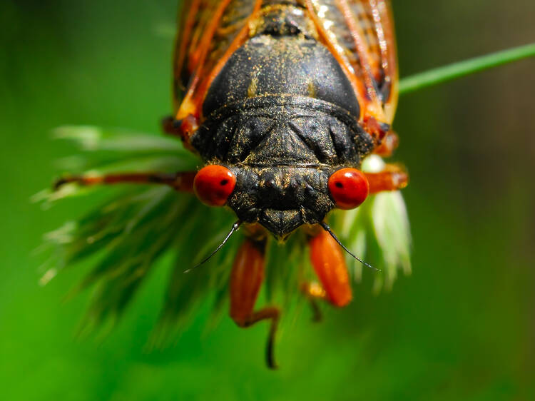 What's the deal with the swarm of cicadas coming to Chicago?