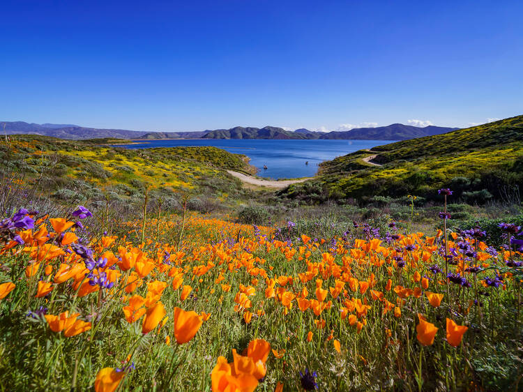 Where to see Southern California wildflowers