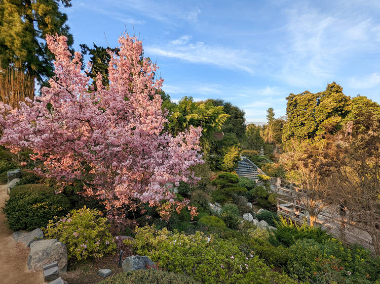 Where to see cherry blossoms in L.A.
