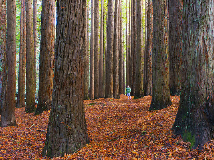 This breathtaking Californian Redwood forest in Victoria is getting a much-needed facelift