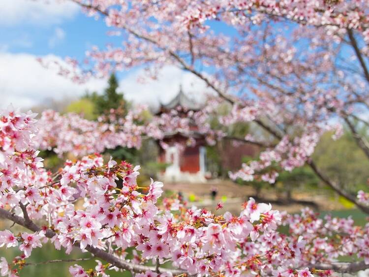 Cherry blossoms in Montreal: where to see them and how to track the blooms