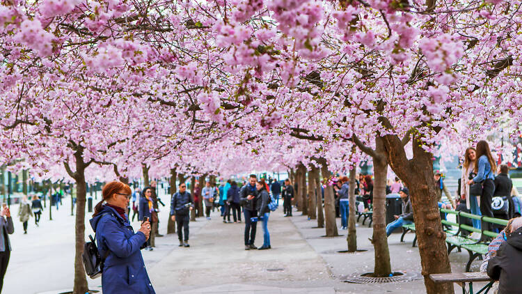Cherry blossom in Stockholm, Sweden