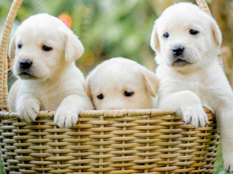 Stop everything! A pop-up puppy café is coming to Sydney for one day only